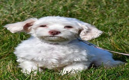 Havapoo dogs for sale: Molly - Image 10