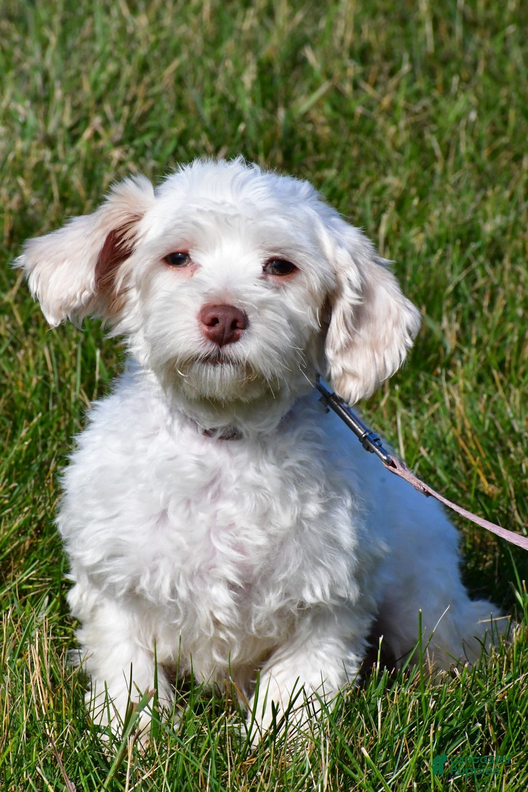 Havapoo dogs for sale: Molly - Image 10