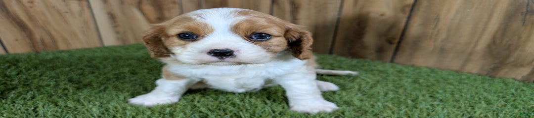 Lucy Girl 1