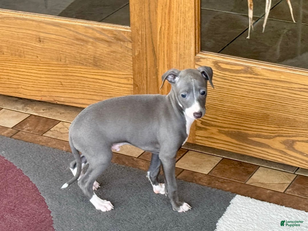 Italian Greyhound dogs for sale: Pj - Image 2