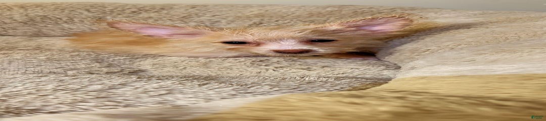 Fin