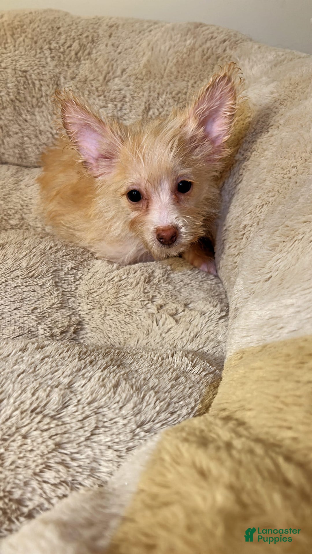 Yorkiepoo dogs for sale: Fin - Image 1