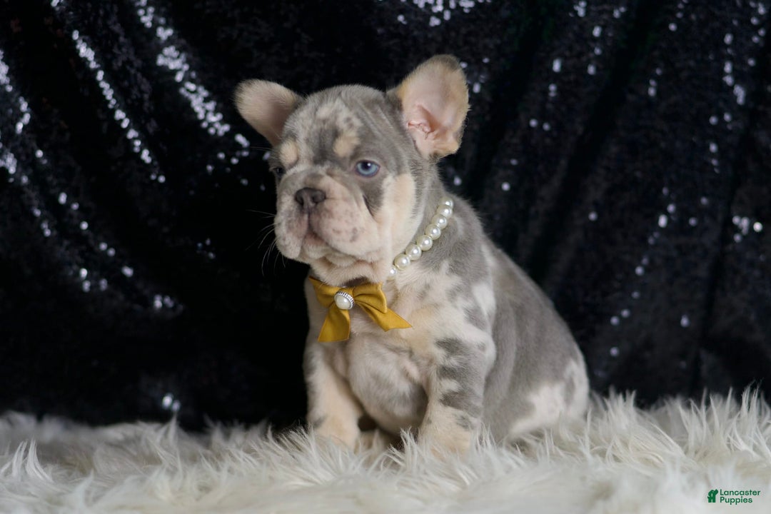 French Bulldog dogs for sale: Mr. Wrinkles - Image 7