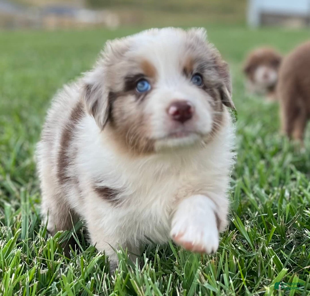 Australian Shepherd dogs for sale: Cash - Image 9