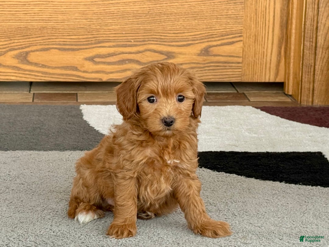 Maltipoo dogs for sale: Larry - Image 16
