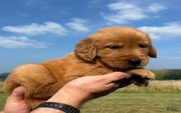Golden Retriever dogs for sale: Copper - Image 26