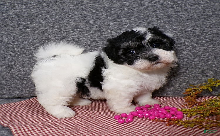 Havanese dogs for sale - Ad 1