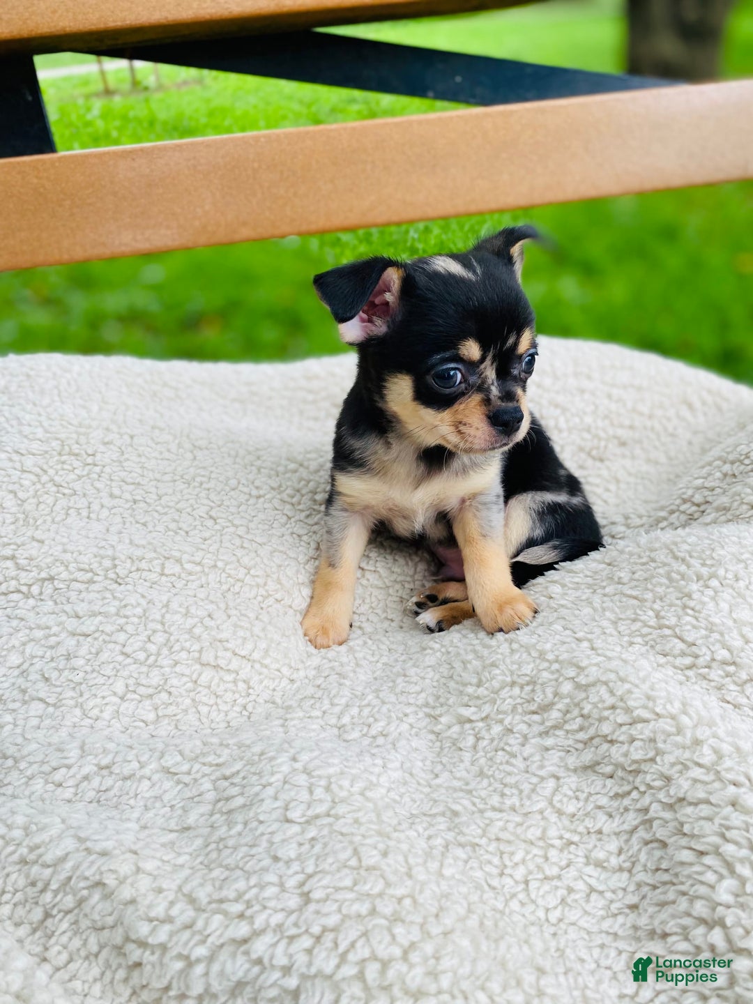 Chihuahua dogs for sale: Benny - Image 6