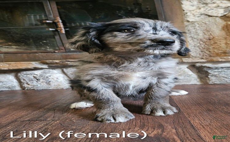 Bernedoodle dogs for sale - Ad 1