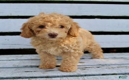 Miniature Poodle dogs for sale: Cally - Image 2