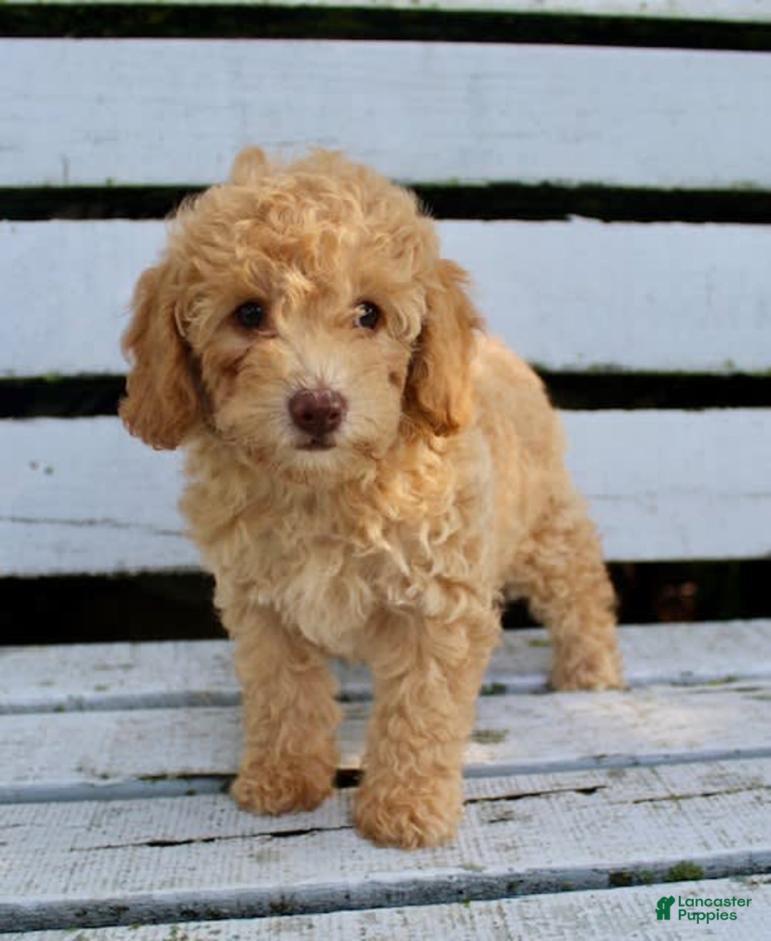 Miniature Poodle dogs for sale: Cally - Image 2