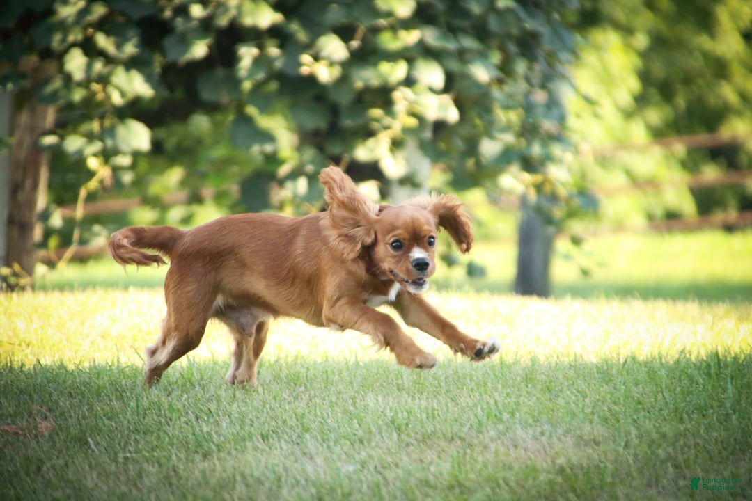 Cavalier King Charles Spaniel dogs for sale: Clifford - Image 33