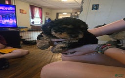 Miniature Poodle dogs for sale: Champ - Image 1