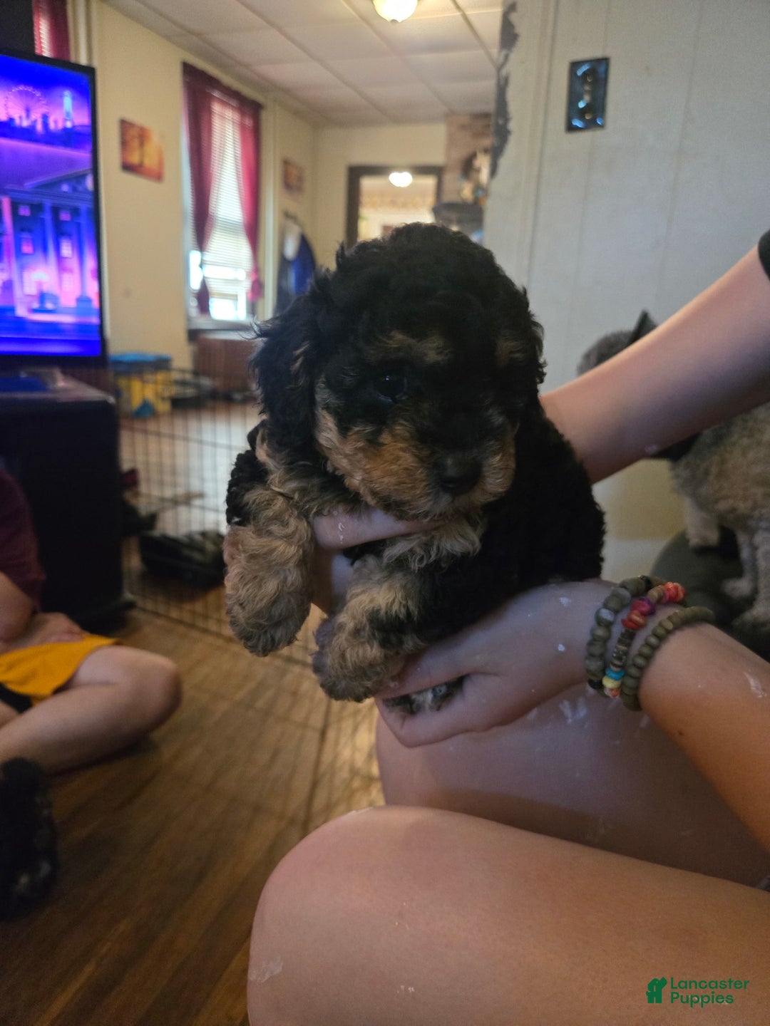 Miniature Poodle dogs for sale: Champ - Image 1