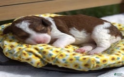 Bernedoodle dogs for sale: June - Image 9