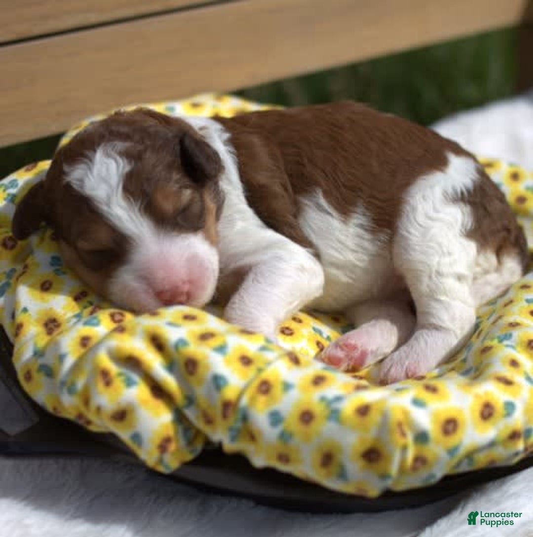 Bernedoodle dogs for sale: June - Image 9