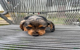 Dachshund dogs for sale: Coco - Image 1