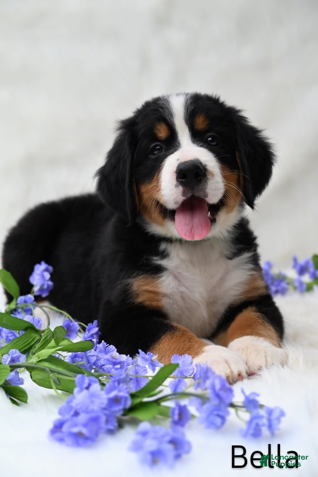 Bernese Mountain Dog dogs for sale: Bella - Image 5