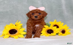 Miniature Poodle dogs for sale: Violet - Image 2