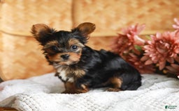 Yorkshire Terrier dogs for sale: Champ Teacup - Image 1