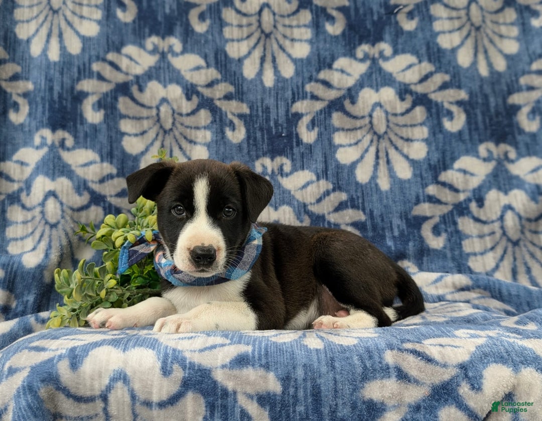 Jack Russell Terrier dogs for sale: Marlow - Image 5