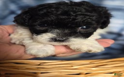 Toy Poodle dogs for sale: Paisley 3rd Girl - Image 1