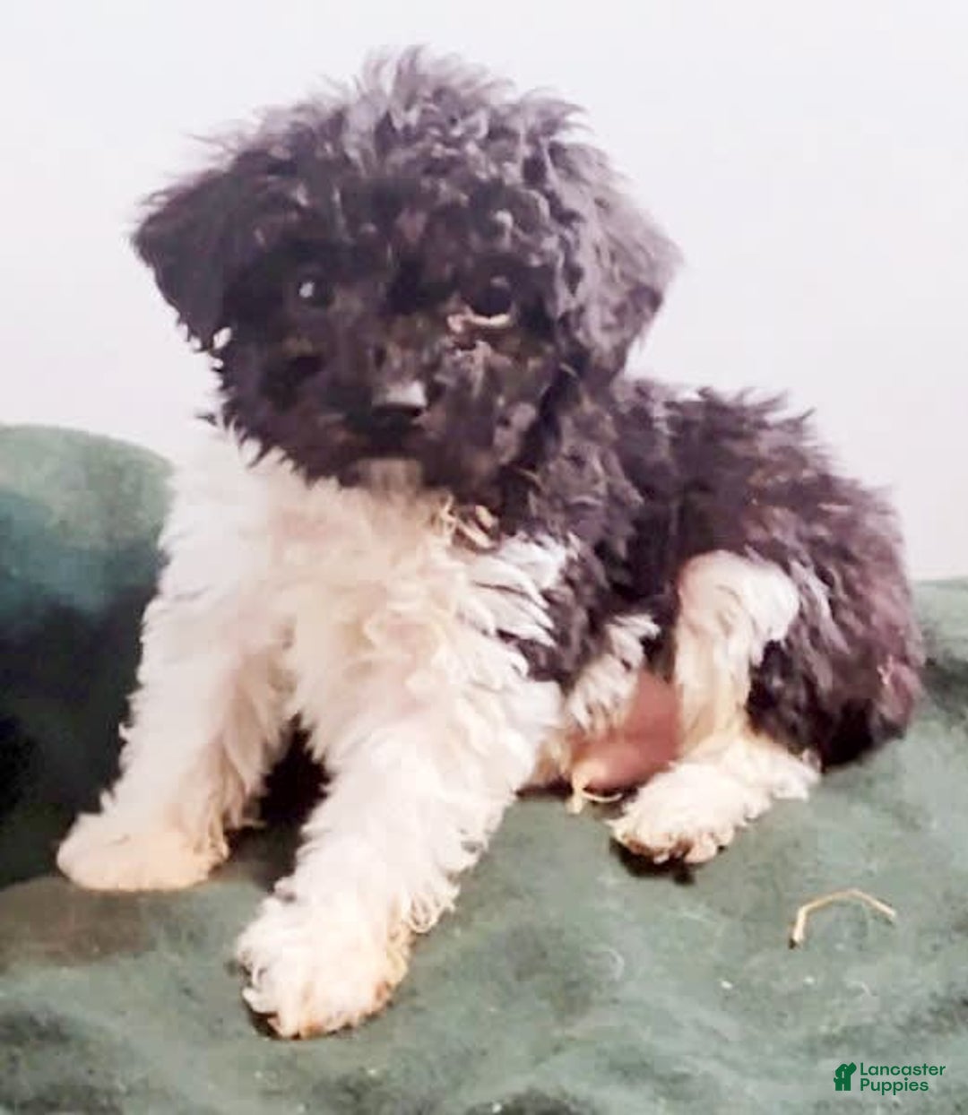 Cavapoo dogs for sale: Charlie - Image 10