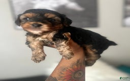 Yorkiepoo dogs for sale: Warrior - Image 3
