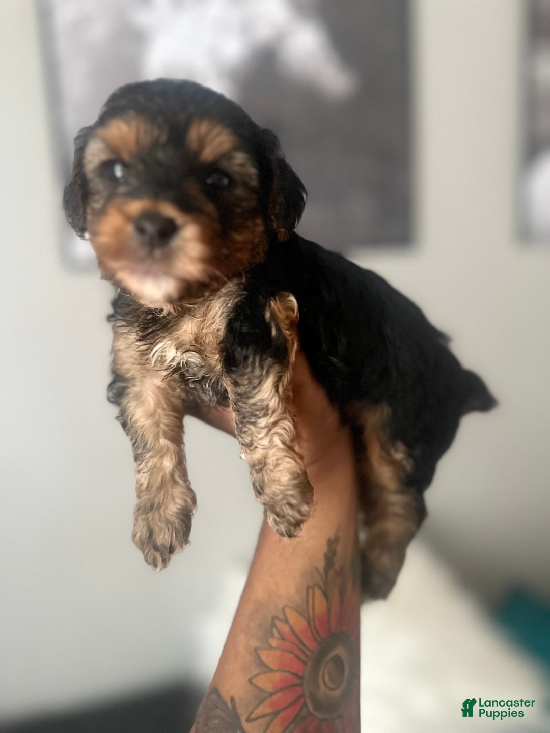 Yorkiepoo dogs for sale: Warrior - Image 3