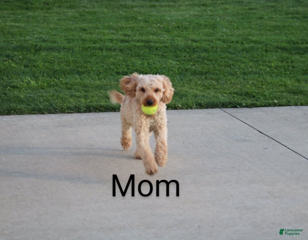 Mini Goldendoodle dogs for sale: Cori - Image 13