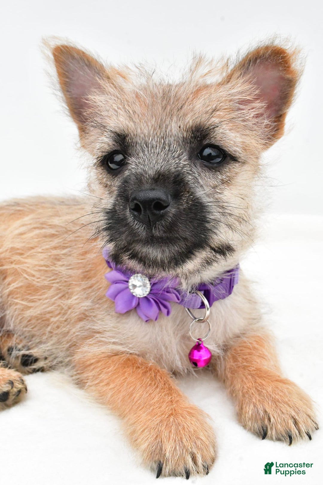 Cairn Terrier dogs for sale: Carla - Image 7
