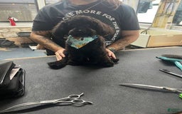 Toy Poodle dogs for sale: Sasha - Image 3