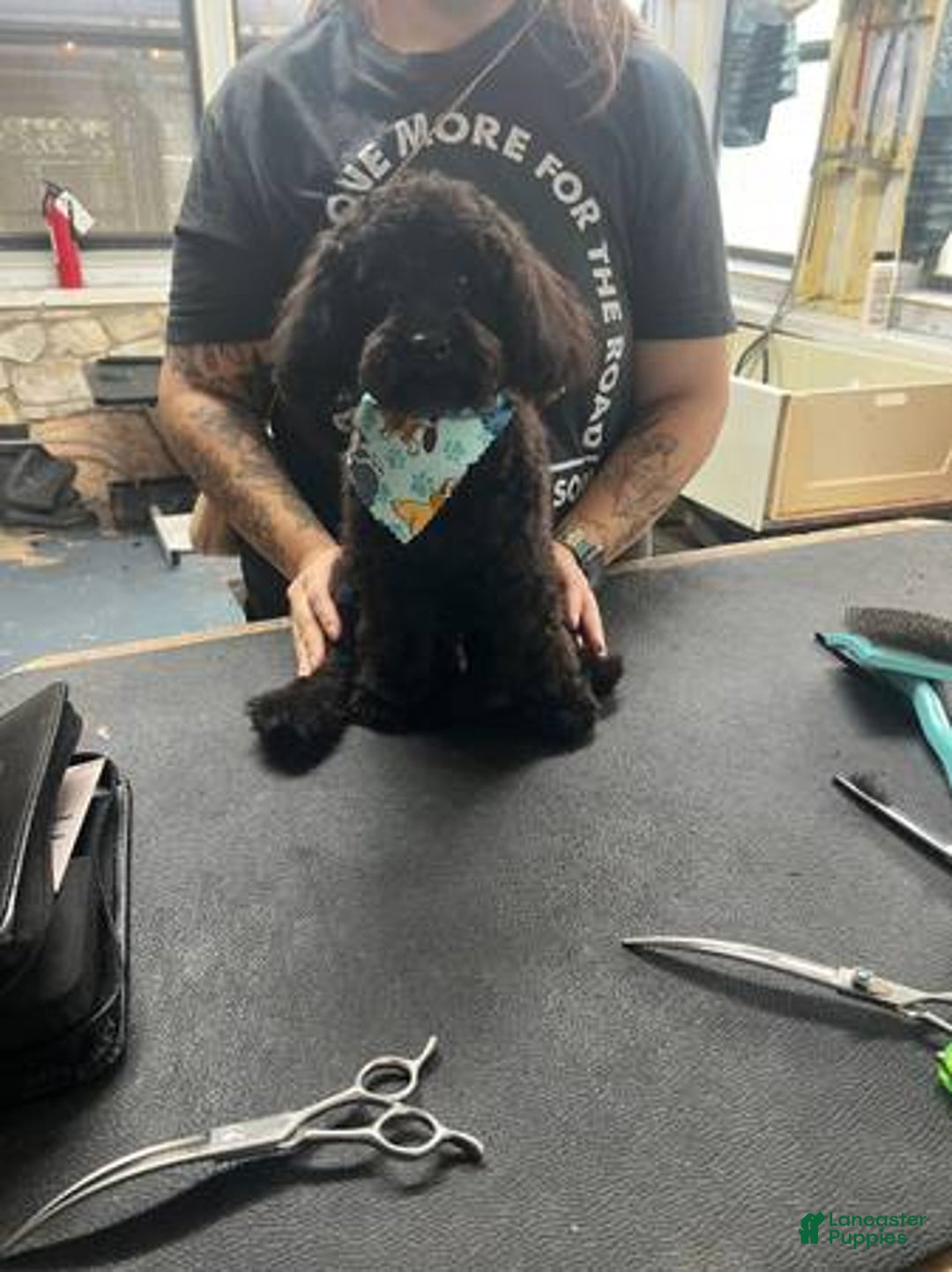 Toy Poodle dogs for sale: Sasha - Image 3
