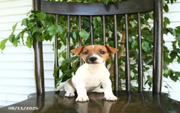 Jack Russell Terrier dogs for sale: Zola - Image 3