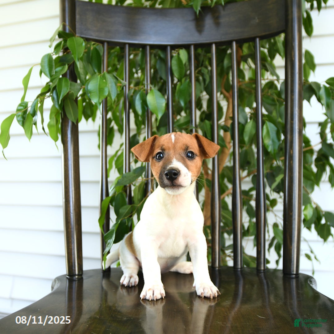 Jack Russell Terrier dogs for sale: Zola - Image 3