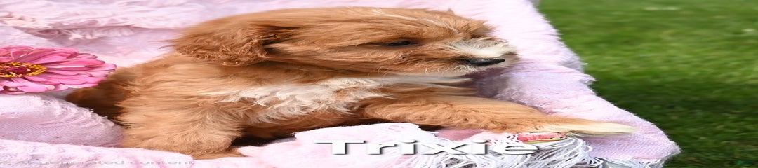 Trixie