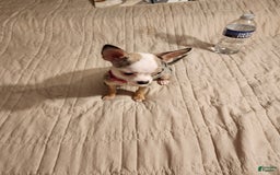 Chihuahua dogs for sale: Toy Lily - Image 5