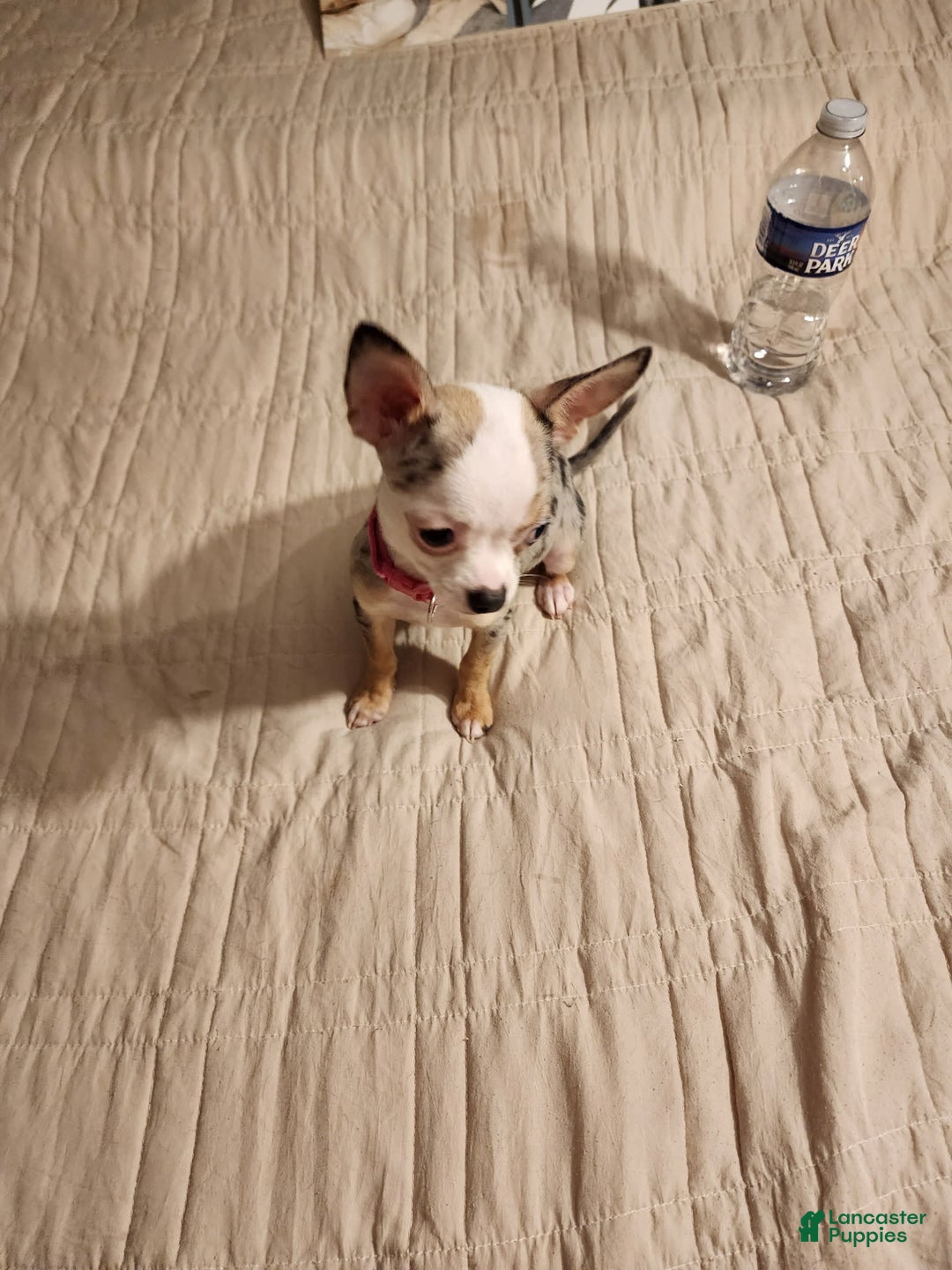 Chihuahua dogs for sale: Toy Lily - Image 5