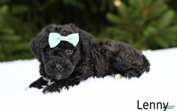 Bichpoo dogs for sale: Lenny - Image 2