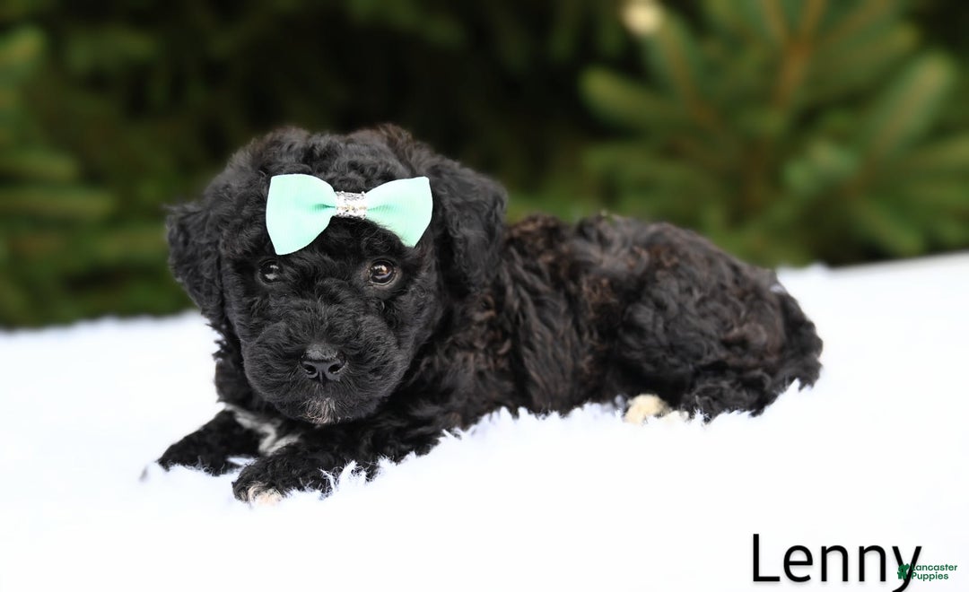 Bichpoo dogs for sale: Lenny - Image 2