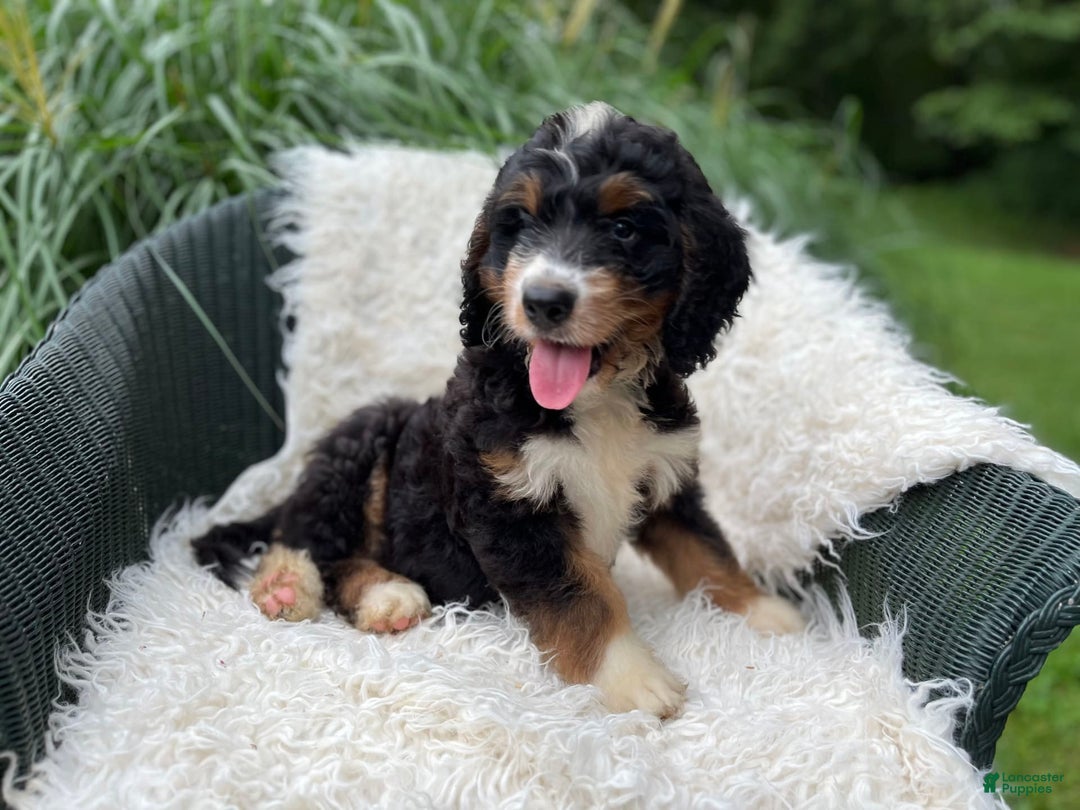 Bernedoodle dogs for sale: Charley - Image 1