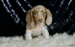 Miniature Dachshund dogs for sale: Lollipop - Image 4