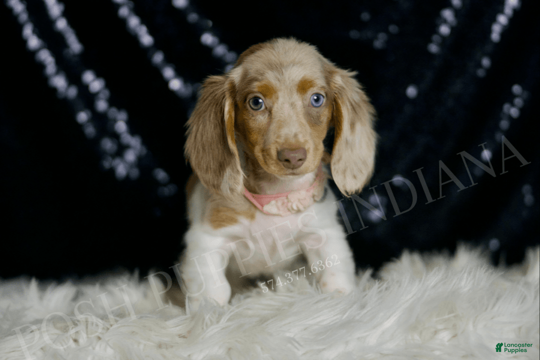 Miniature Dachshund dogs for sale: Lollipop - Image 4