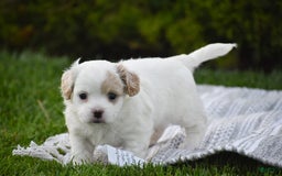 Cavapoo dogs for sale: Mariah - Image 13