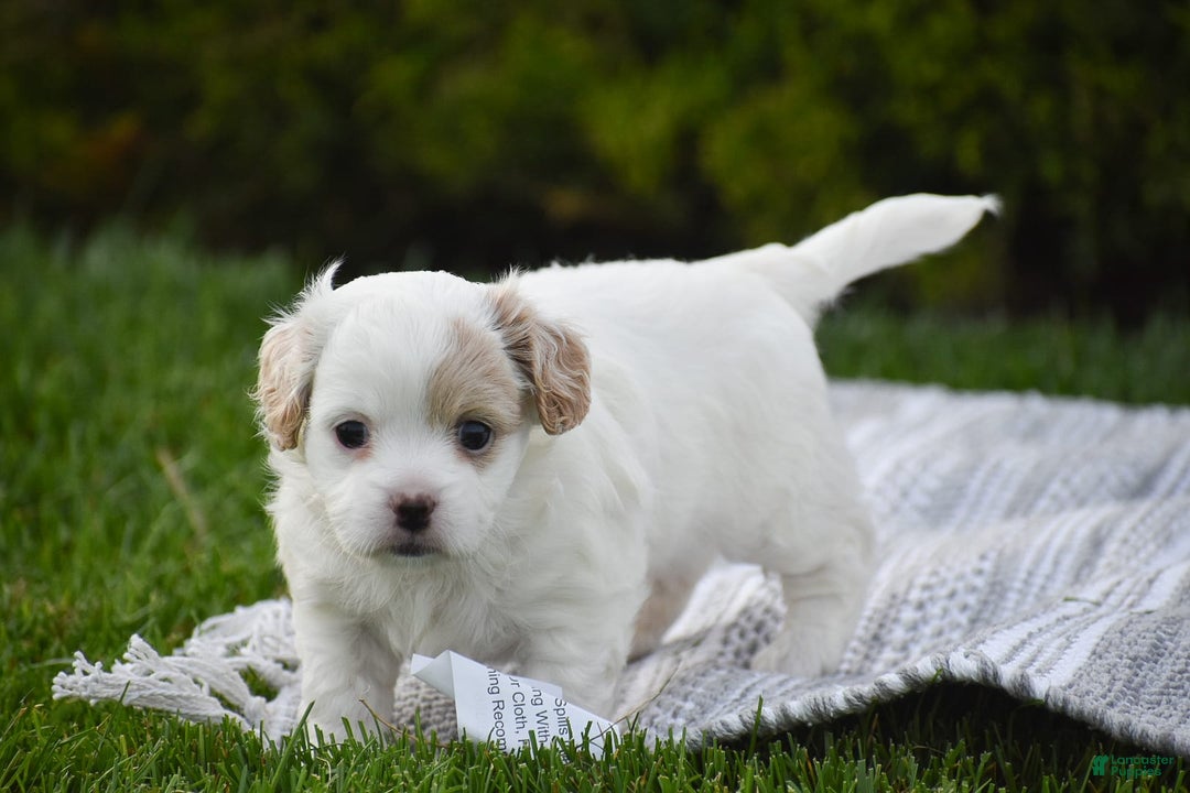 Cavapoo dogs for sale: Mariah - Image 13
