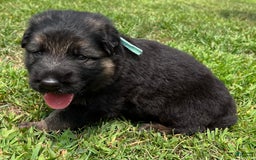 German Shepherd dogs for sale: Boy - Image 4