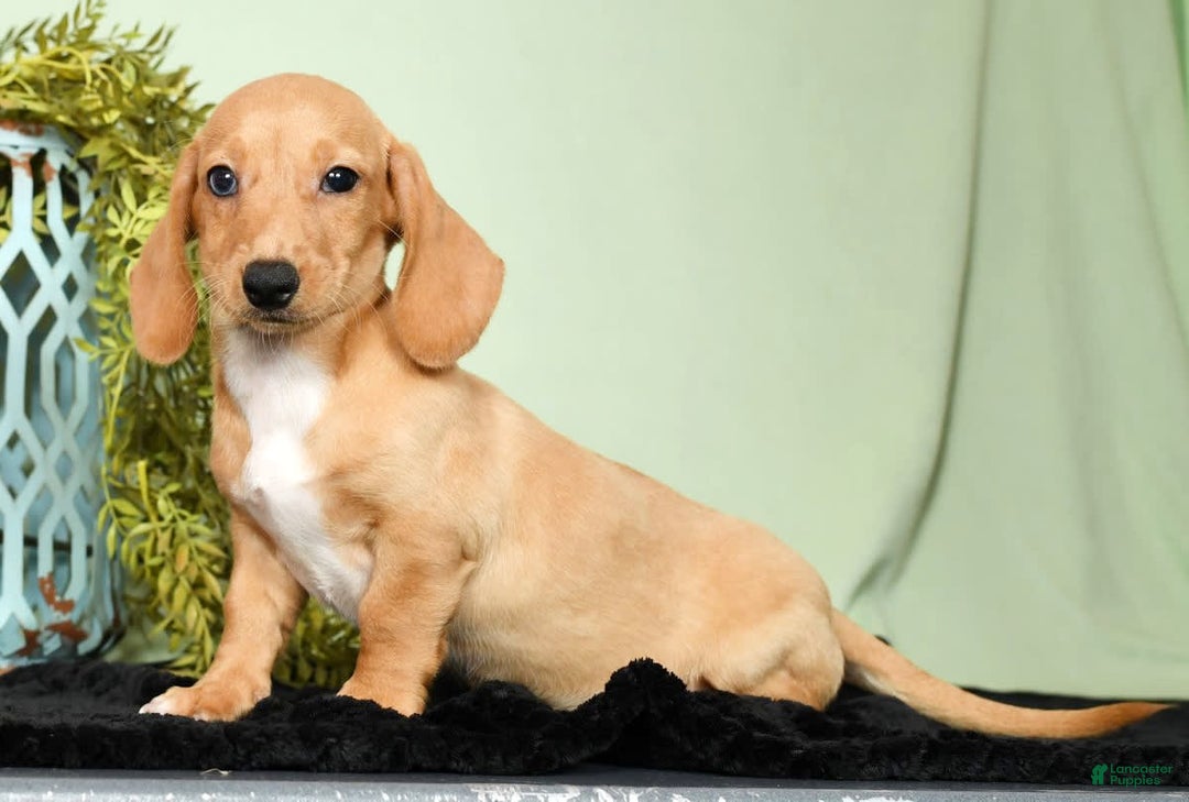 Miniature Dachshund dogs for sale: Dora - Image 2