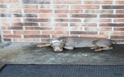 Doberman Pinscher dogs for sale: Smurf - Image 2