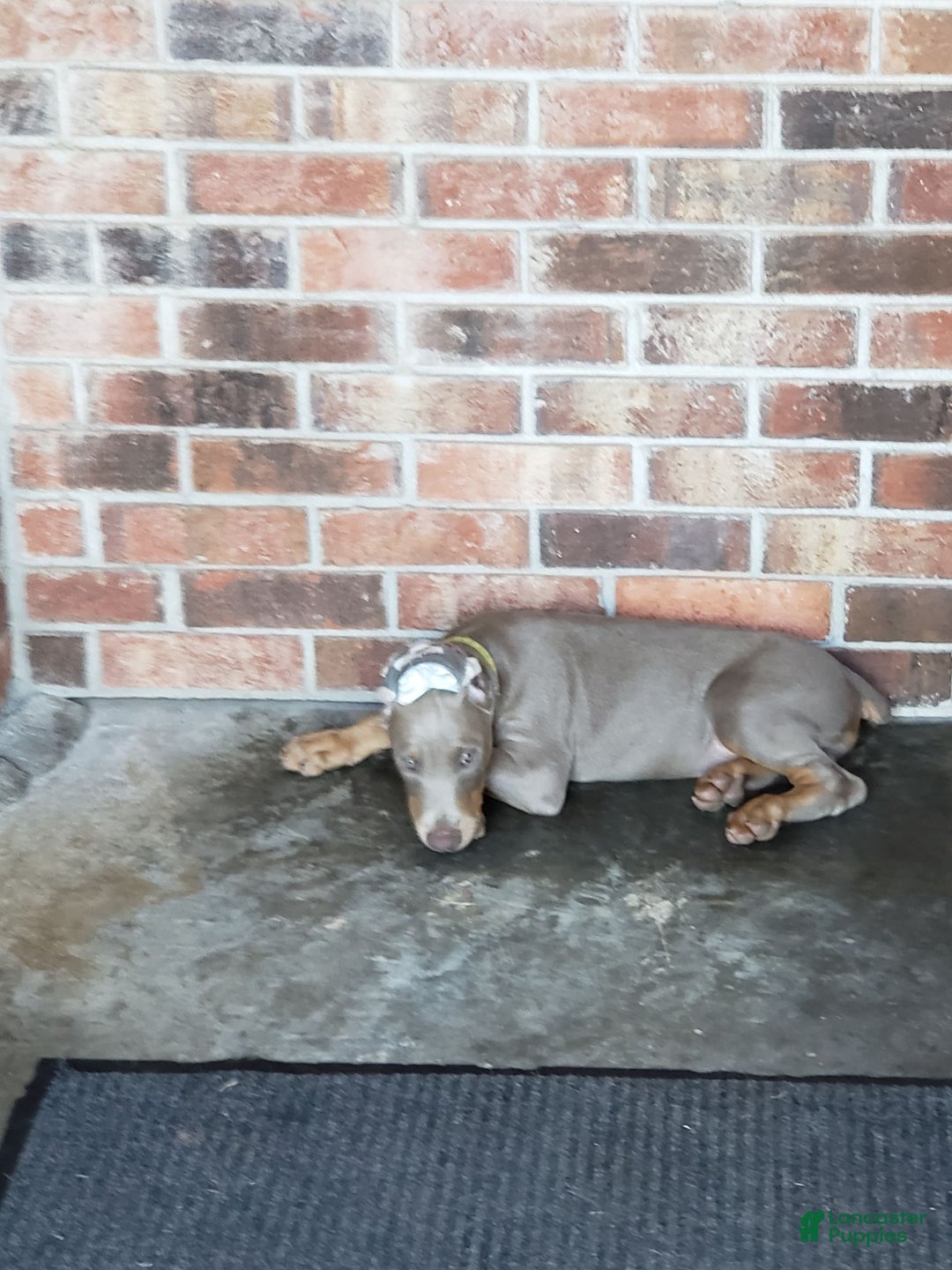 Doberman Pinscher dogs for sale: Smurf - Image 2