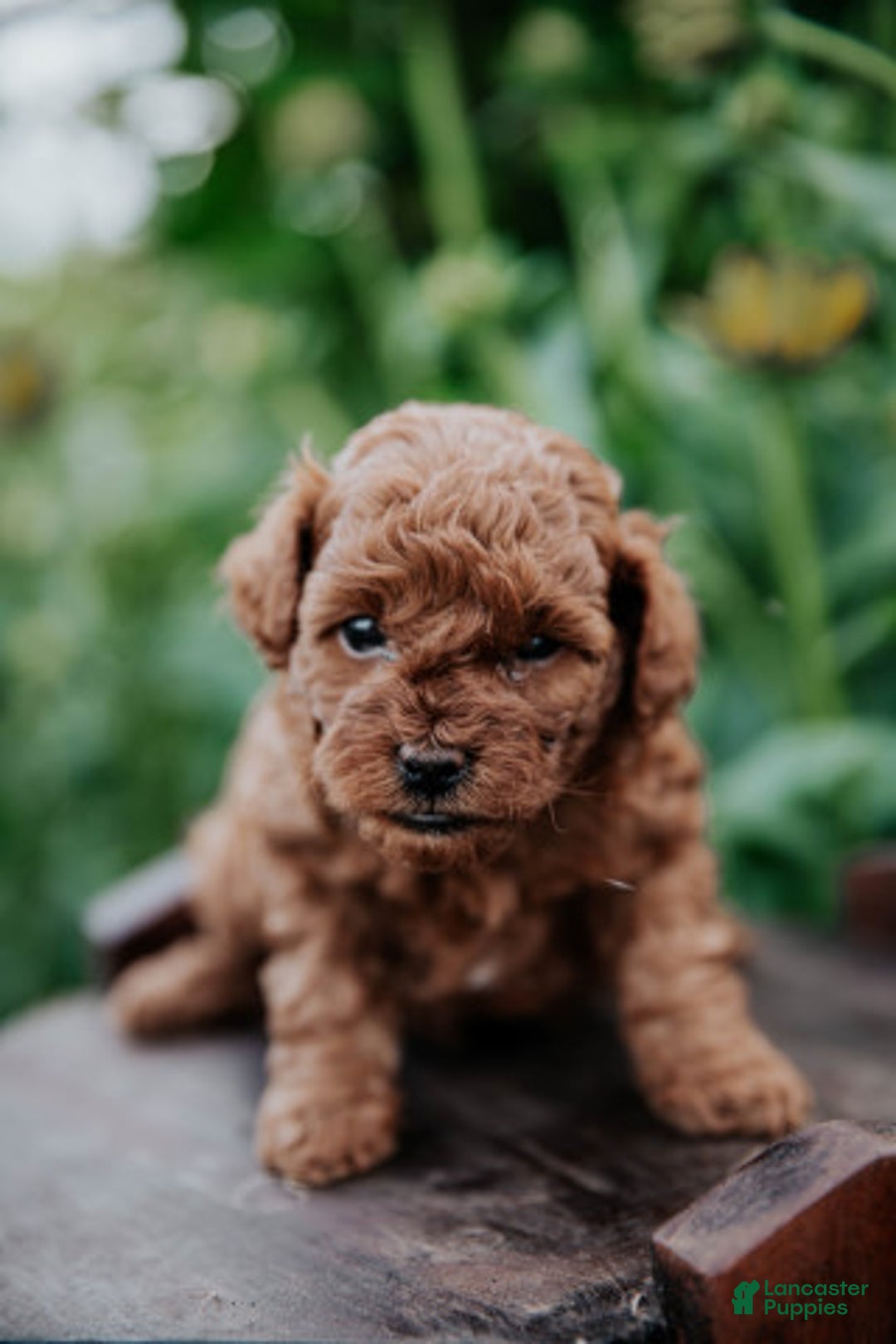 Mini Goldendoodle dogs for sale: Chloe - Image 10